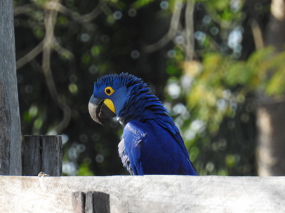  Hyazinth-Ara  Macaw Papagei Blauflügelpapagei Hyazinth-Ara  MacawPapagei Blauflügelpapagei Hyazinth-Ara  Macaw