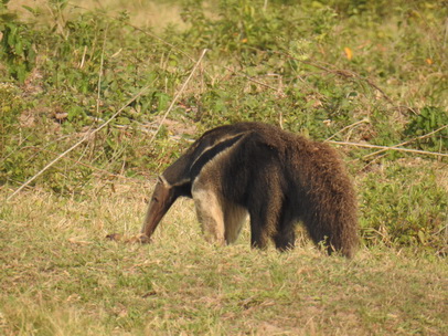 Tamandua Großer Ameisenbär