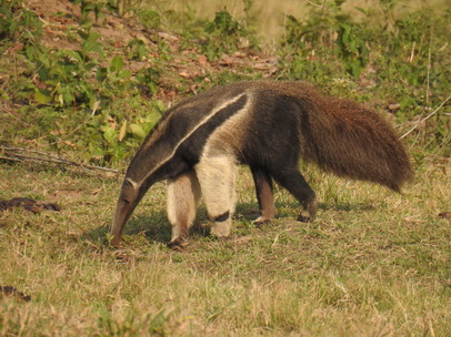 Tamandua Großer Ameisenbär