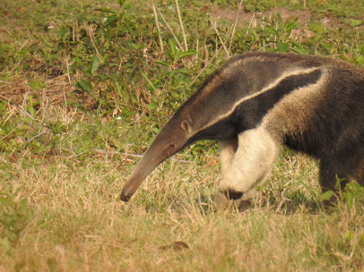 Tamandua Großer Ameisenbär