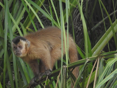  Monkey  Kapuzineraffe Cappuchin Monkey Monkey Monkey Monkey  Kapuzineraffe Cappuchin Monkey 