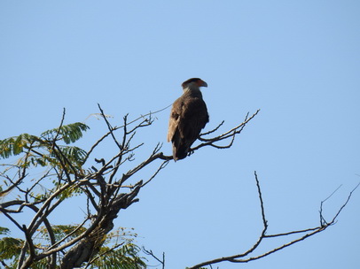 Cara Cara CaraCara Schopfkarakara karakara