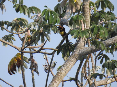 Toco Toco Tucan Tukan Chestnut Eared Aracari Toco Toco Tucan Tukan Chestnut Eared Aracari   