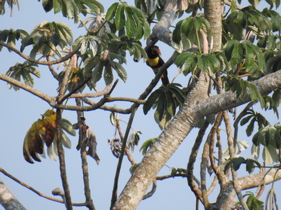 Toco Toco Tucan Tukan Chestnut Eared Aracari Toco Toco Tucan Tukan Chestnut Eared Aracari   