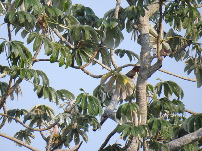 Toco Toco Tucan Tukan Chestnut Eared Aracari Toco Toco Tucan Tukan Chestnut Eared Aracari   