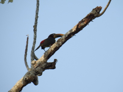 Toco Toco Tucan Tukan Chestnut Eared Aracari Toco Toco Tucan Tukan Chestnut Eared Aracari   