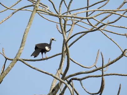 Common Piping Guan