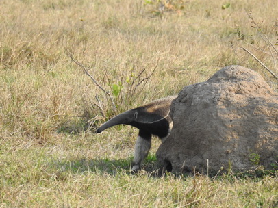 Tamandua Bandeira Großer Ameisenbär