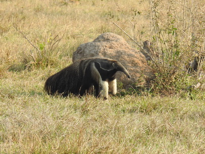 Tamandua Bandeira Großer Ameisenbär