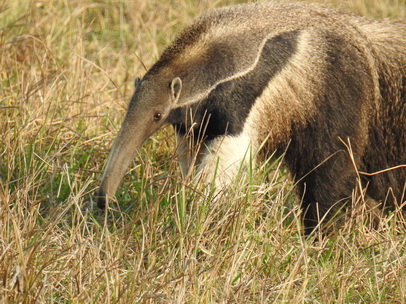 Tamandua Bandeira Großer Ameisenbär