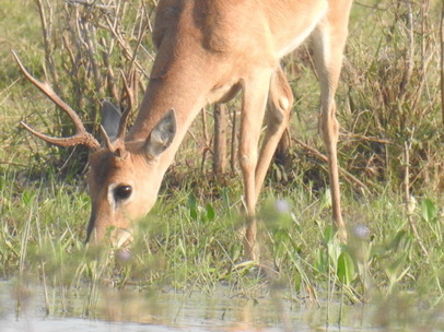   Deer Marsch Deer Deer Marsch Deer 