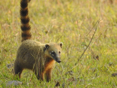 Coati  Racoon Nasenbär