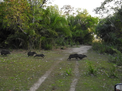   Pekari Weislippenpekari  Queixada White Lipped Pekari WeisslippenpekariPekari Weislippenpekari  Pig Wild PIG Queixada White Lipped Pekari Weisslippenpekari