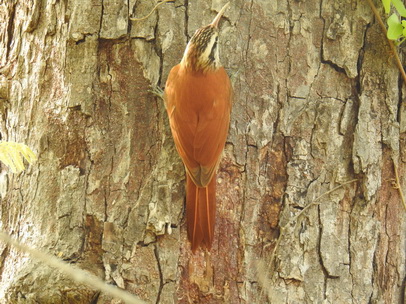 Baumläufer Rusty Backed Spinetail