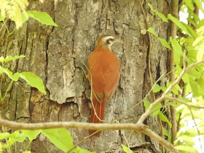 Baumläufer Rusty Backed SpinetailBaumläufer Rusty Backed Spinetail  