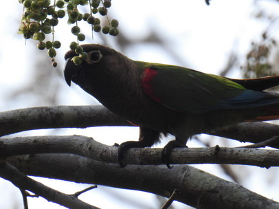 Parakeet Blaze-winged-Parakeet 