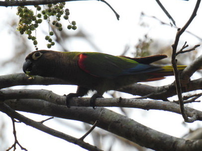 Parakeet Blaze-winged-Parakeet 