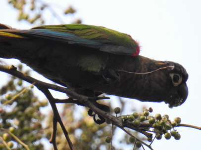 Parakeet Blaze-winged-Parakeet Parakeet Blaze-winged-Parakeet   