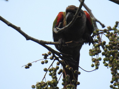 Parakeet Blaze-winged-Parakeet Parakeet Blaze-winged-Parakeet   