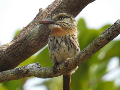   Chaco Puffbird Caatinga Puffbird 