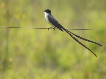 sissortail-flycatcher