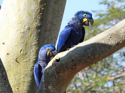  Hyazinth-Ara  Macaw Papagei Blauflügelpapagei Hyazinth-Ara  MacawPapagei Blauflügelpapagei Hyazinth-Ara  Macaw