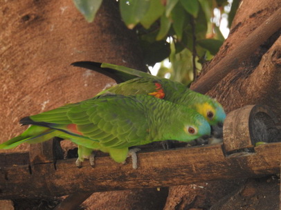 Yellow-faced-parrot