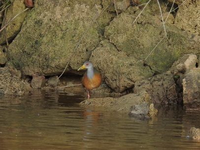 Grey-necked-woodrail