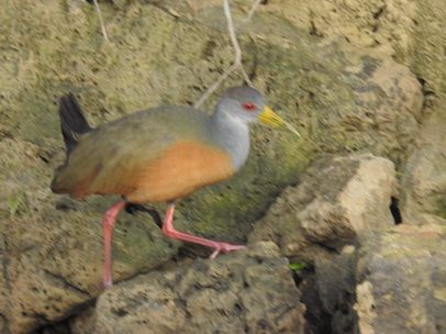 Grey-necked-woodrail