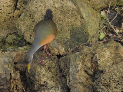 Grey-necked-woodrail