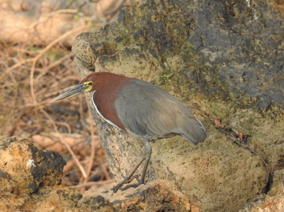 Heron Rufuscent Tiger Heron Heron Rufuscent Tiger Heron   