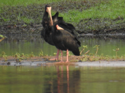 Black Ibis