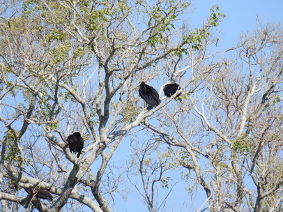 Geier  Black Vulture  Urubu Preto 