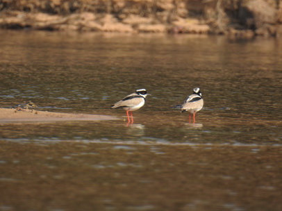 Pied Plover