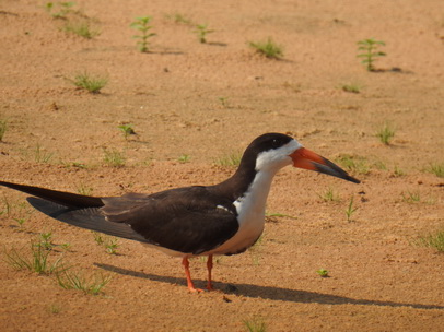 Skimmer + Tern 