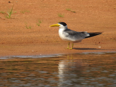 Skimmer + Tern 