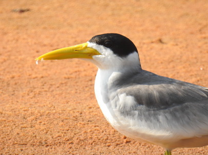 Skimmer + Tern 