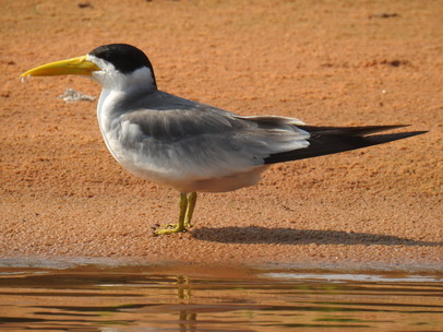 Skimmer + Tern 