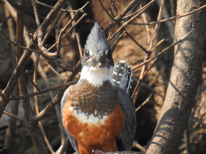 kingfisher