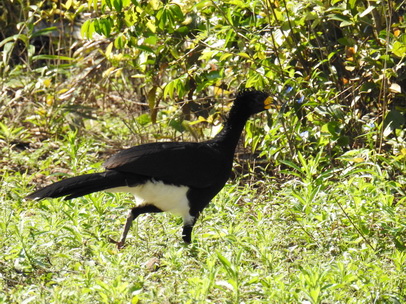 Bare-faced-Curassow Nacktgesichthokko