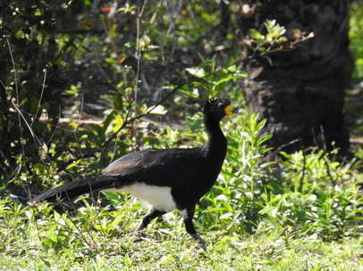 Bare-faced-Curassow Nacktgesichthokko