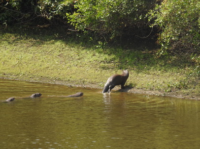 Lontra  Fischotter 