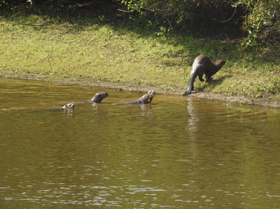 Lontra  Fischotter 