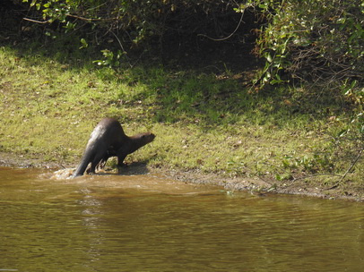 Lontra  Fischotter 