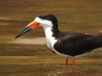 Skimmer + Tern 