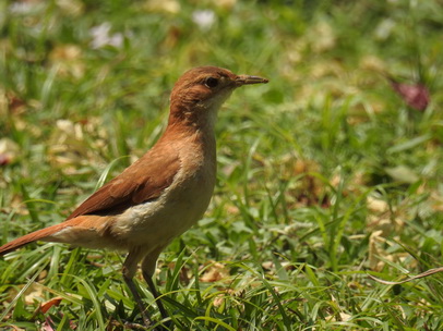 Flycatcher Flycatcher  Flycatchernest   