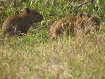 Wasserschwein Capybara