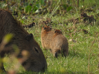 Wasserschwein Capybara