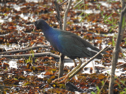  Purple Gallinule  Frango Azul