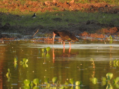 Ibis